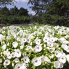 Outsidepride Hibiscus Luna White Flower Seeds - 10 Seeds