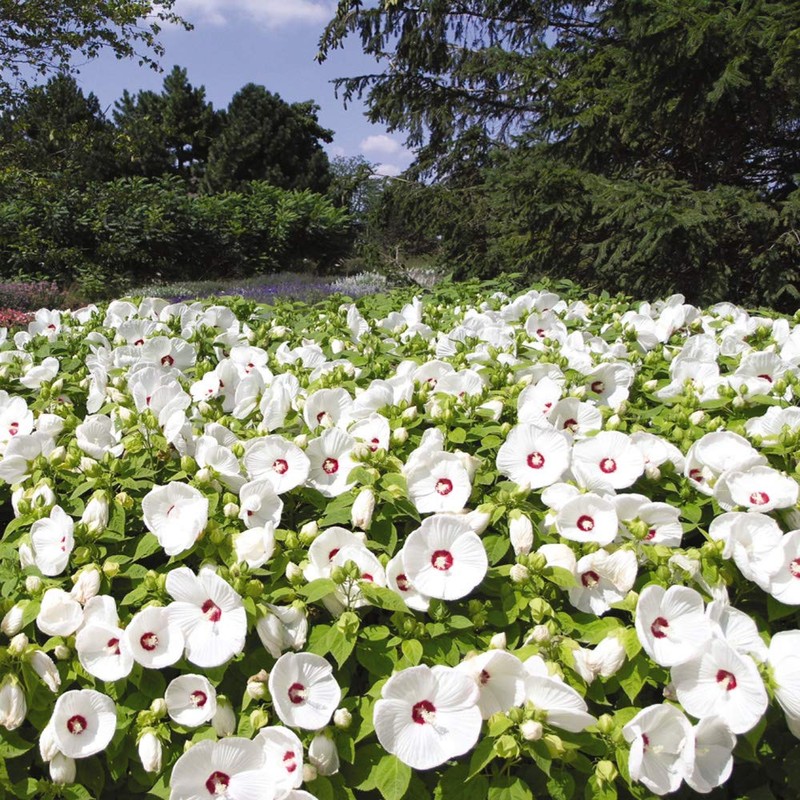 Outsidepride Hibiscus Luna White Flower Seeds - 10 Seeds