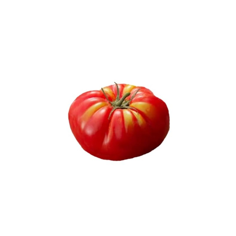 Abe Lincoln Heirloom Tomato - 10 Seeds -Non-GMO