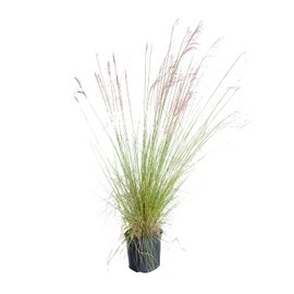 Pink Muhly Grass (2.5 Gallon) Tall Ornamental Perennial with Airy Plume Heads - Full Sun Live Outdoor Plant