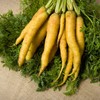 Yellow Carrot Garden Seeds - 1 g ~600 Seeds -