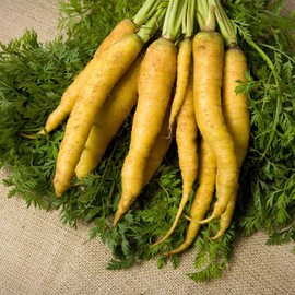 Yellow Carrot Garden Seeds - 1 g ~600 Seeds - Non-GMO, Heirloom Vegetable Garden & Microgreens Seeds