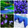 1000+ Blue Creeping Thyme Seeds for Planting, Dwarf Ground Cover