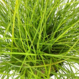 Blooming & Beautiful - Adagio Maiden Grass - 3 gal - Dwarf Ornamental Grass - Silver-Green to Golden Foliage Blades - Lush Pink Summer Plumes - Zones 5-9 - Miscanthus sinensis 'Adagio' - 3 Gallon Pot