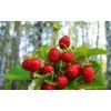 22Day Seeds: Seeds Alpine Strawberry 4 Seasons/Everbearing/All Year Round/Non GMO/Heirloom