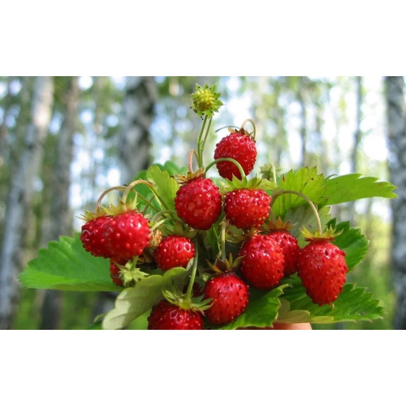 22Day Seeds: Seeds Alpine Strawberry 4 Seasons/Everbearing/All Year Round/Non GMO/Heirloom