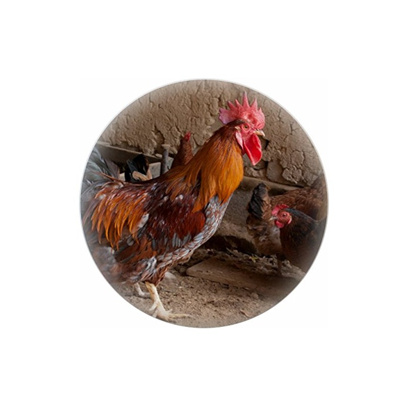 Set of 2 Rooster and Chickens Ceramic Cabinet Drawer Knobs