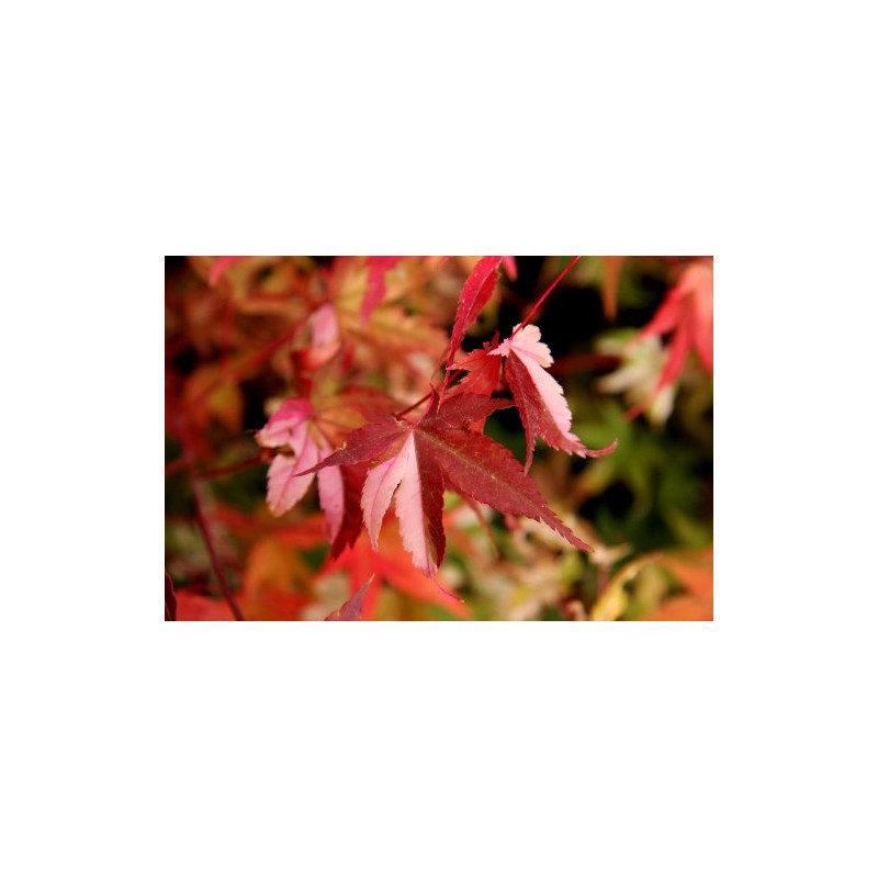 Orido Nishiki Japanese Maple 3 - Year Graft