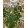 Reflectech Solar Mirror Grow Film 50 sqft. B grade