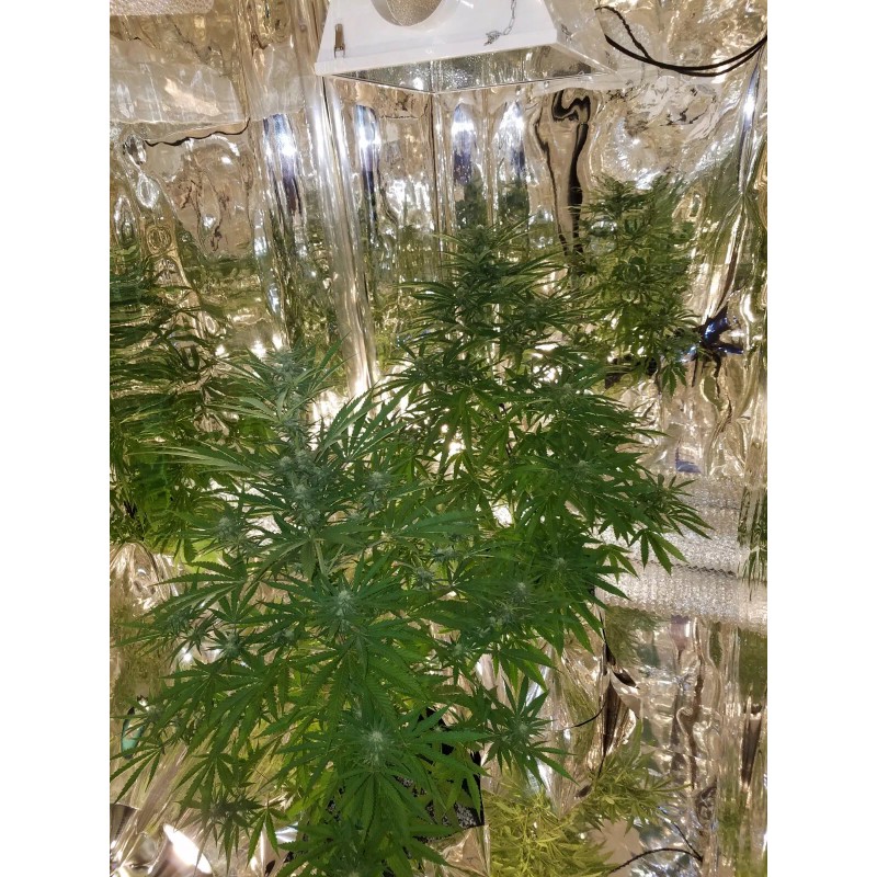 Reflectech Solar Mirror Grow Film 50 sqft. B grade