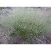 500 Indian Rice Grass Seeds 1.75 Grams Ornamental Native Montina