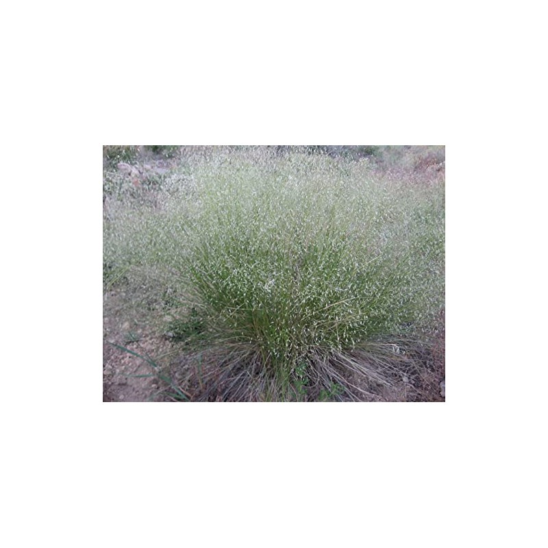 500 Indian Rice Grass Seeds 1.75 Grams Ornamental Native Montina