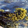 Mimea Mimea Bladderwrack Powder | 1kg | Quality Ingredients |