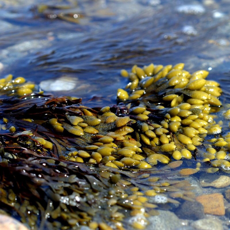 Mimea Mimea Bladderwrack Powder | 1kg | Quality Ingredients |