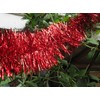 YYCRAFT 15 Yards (45 Feet) Commercial Length Thick Foil Tinsel