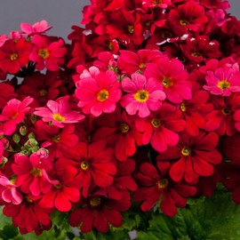 Outsidepride Crimson Fairy Primrose Seeds - 1000 Pcs Perennial, Hardy, Easy to Grow & Low Maintenance Flower Seeds for Planting Vibrant Soft Blooms, for Containers, Borders & Erosion Control