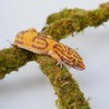 Leopard Gecko Tank Accessories, Adjustable Climbing Toys Supplies, Terrarium Habitat