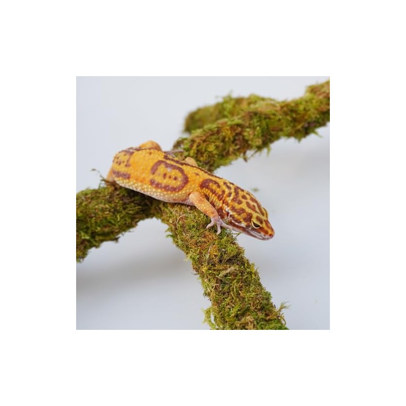 Leopard Gecko Tank Accessories, Adjustable Climbing Toys Supplies, Terrarium Habitat