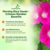 Outsidepride 500 Seeds Annual Ipomoea Purpurea Morning Glory Crimson Rambler