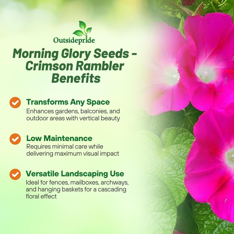 Outsidepride 500 Seeds Annual Ipomoea Purpurea Morning Glory Crimson Rambler