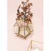 Floral Home Hira Glass Geometric Terrarium in Gold - 4.5"