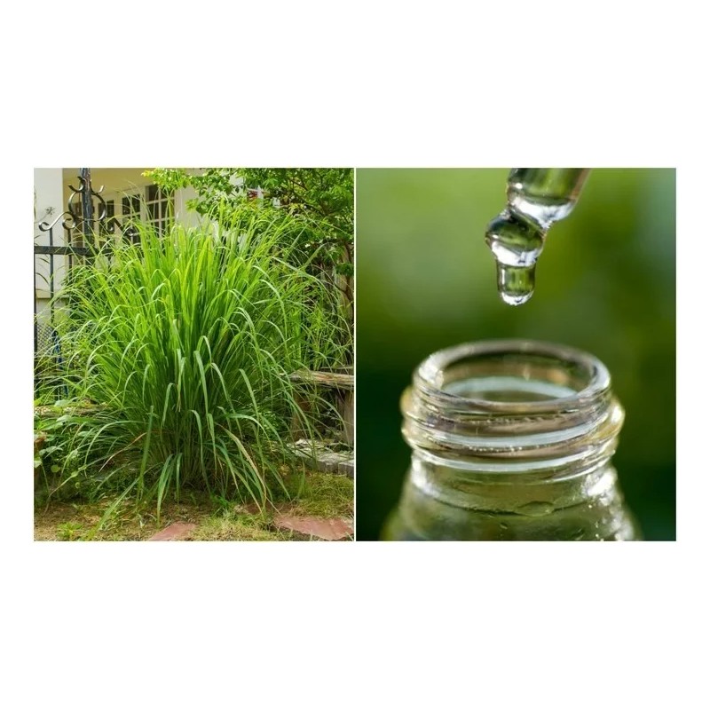 Abreiko Aceite Esencial De Citronela 10 Mililitros