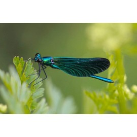 Real butterfly wing jewelry Green dragonfly earrings for women dangling threader drop Insect gifts for adults Cool stocking stuffers