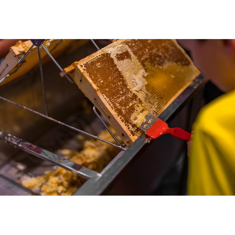 Bee Keeping Uncapping Fork, 18-Pin Stainless Steel Honey Extraction Tool