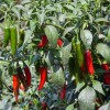 Valley View Ranch Pepper- Serrano /hot/'Tampique - 25 seeds
