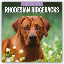 Rhodesian Ridgebacks - Rhodesian Ridgeback 2025 - 16 Month Calendar: Original Red Robin Publishing Ltd Calendar [Multilingual] [Calendar] (Wall Calendar)