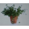 THYME HERB* 100 SEEDS* GOURMET * CULINARY *