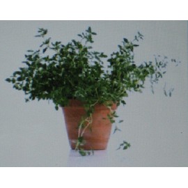THYME HERB* 100 SEEDS* GOURMET * CULINARY *