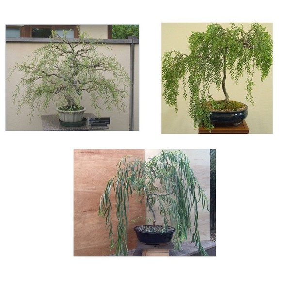 Bonsai Willow Tree Bundle - 3 Large Trunk Bonsai Tree Cuts - Get one Each Weeping, Australian, Dragon - Ready to Plant - Indoor/Outdoor Bonsai Tree's