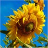 Non GMO Bulk Mammoth Grey Stripe Sunflower Seeds- Helianthus annuus 1,500 Seeds (1/2 Lb)