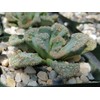 Titanopsis calcarea Cacti Cactus Succulent Real Live Plant