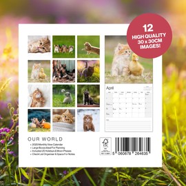 Kitten Calendar 2025 - Large 12 Month 2025 Wall Calendar - Month to View Cat Calendar 2025 Made by Our World