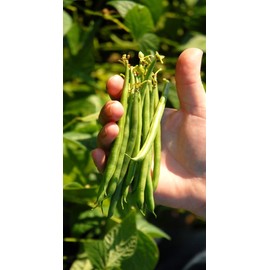 TomorrowSeeds - Masai French Filet Bean (Haricot Vert) Seeds - 150+ Count - for 2025 Planting Haricots Verts French Extra Fine Sieve Gourmet Dwarf Heirloom Beans Vegetable Grow Your Own Home Farm