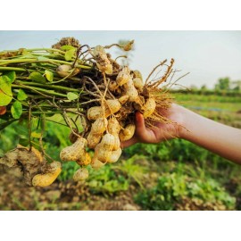 Fresh 40+ Jumbo Bailey Virginia Peanut Seeds For Planting , Organic NON - GMO for 2025