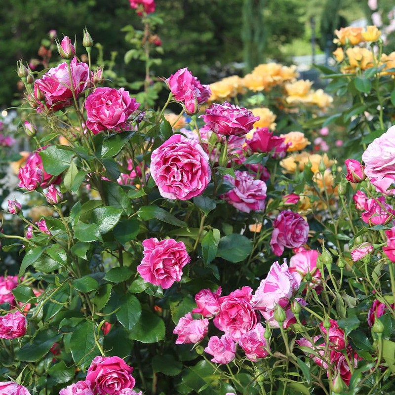 Heirloom Roses Grandiflora Rose Plant - Parade Day™ Fragrant Roses