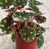 Begonia Tiger’s Paw – Rare Furry Leaf Begonia in 4”