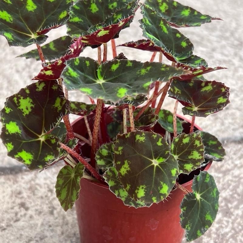 Begonia Tiger’s Paw – Rare Furry Leaf Begonia in 4”