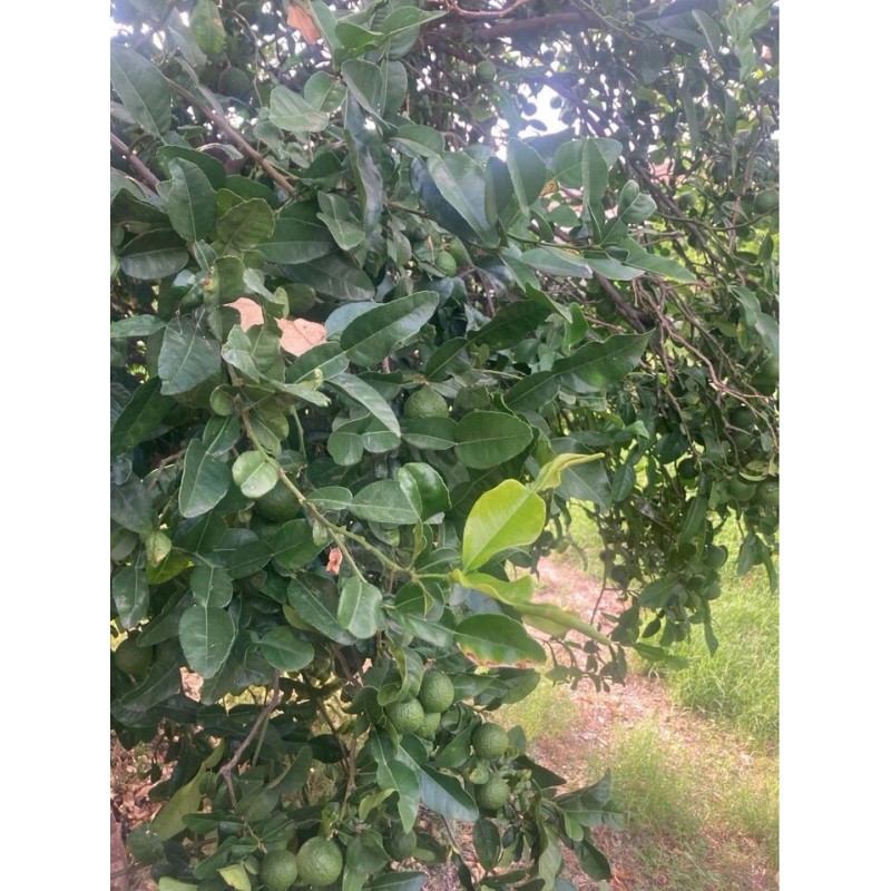 Fresh Organic Kaffir Lime Leaves, 8 oz. Fresh New