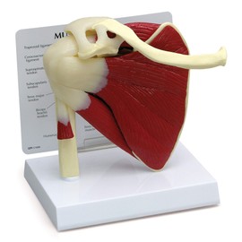 GPI Anatomicals - Muscled Shoulder Model, Right Shoulder Joint with Muscles Model for Human Anatomy and Physiology Education, Anatomy Model for Doctor's Office and Classrooms, Medical Study Supplies