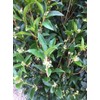 Fragrant Tea Olive Shrub | 2 Extra Large 3 Gallon