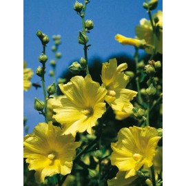 Fresh Hollyhock Russian Yellow - 30+ Fresh Seeds