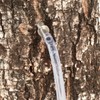 Maple Syrup Tapping Kit, Stainless Steel Maple Tree Taps Spiles