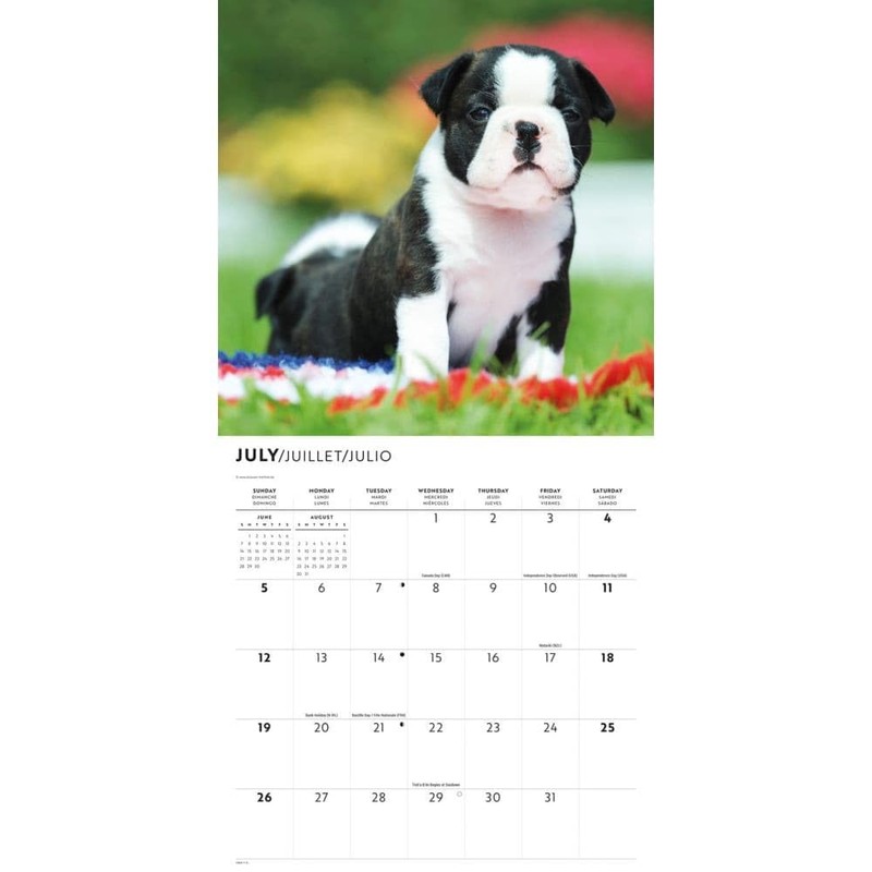 Carousel Calendars, Boston Terriers 2026 Wall Calendar, 12'' X 12'',