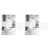 2Pcs Clear Stamp English Words Pattern Clear Safe Reusable TPR