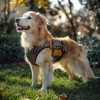 CXWLJL 2Pcs ESA Emotional Support Animal Patch for Dog Vest