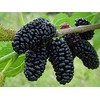 100 Jumbo Thornless Blackberry Seeds, Juicy , Sweet ,Healthy Fruit